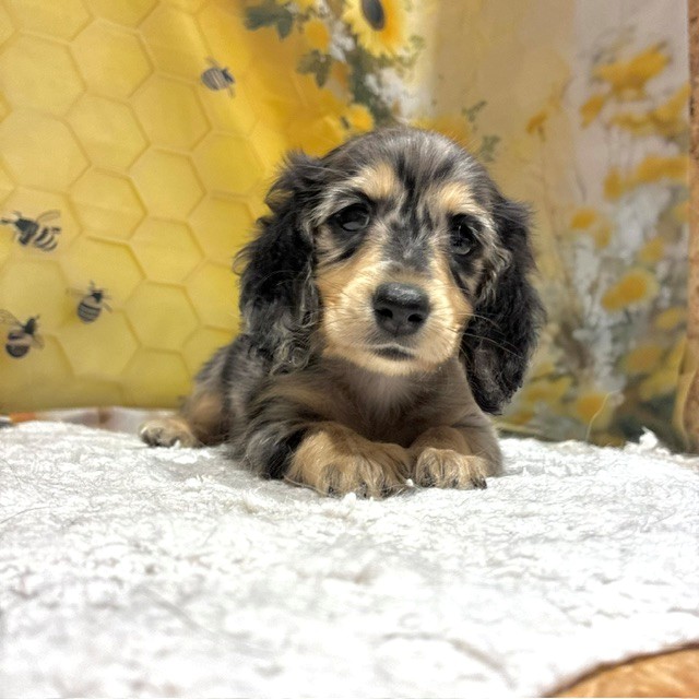 福岡県のミニチュアダックスフンド(ロング) (犬の家＆猫の里トリアス久山店/2026年6月16日生まれ/女の子/シルバーダップル)の子犬の1枚目の画像