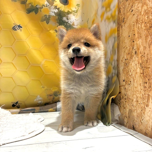 生体画像４