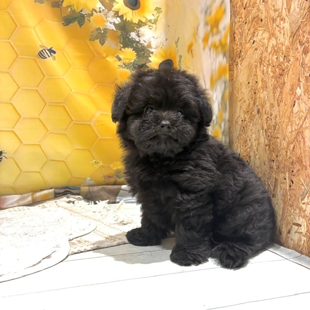 福岡県のポメプー(ポメラニアン×プードル) (犬の家＆猫の里トリアス久山店/2026年6月14日生まれ/男の子/ブラック)の子犬の4枚目の画像