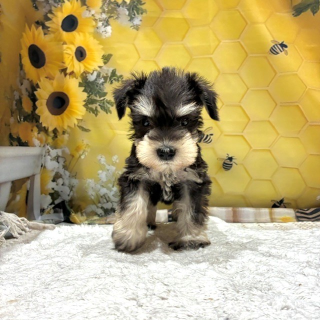 福岡県のミニチュアシュナウザー (犬の家＆猫の里トリアス久山店/2026年6月14日生まれ/男の子/ブラックシルバー)の子犬の4枚目の画像