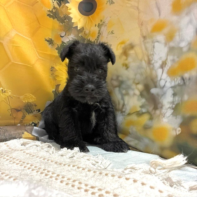 福岡県のミニチュアシュナウザー (犬の家＆猫の里トリアス久山店/2026年6月12日生まれ/男の子/ブラック)の子犬の1枚目の画像