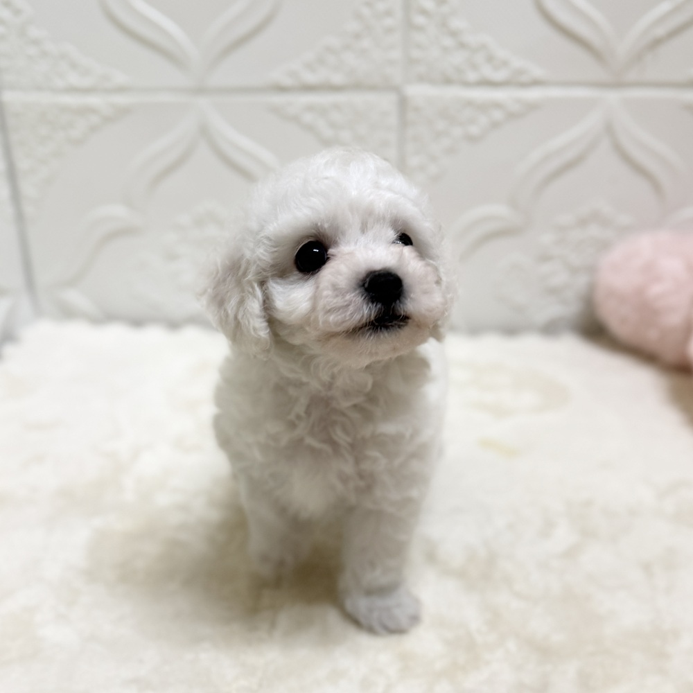 愛知県のビションフリーゼ (犬の家＆猫の里岡崎店/2026年6月16日生まれ/男の子/ホワイト)の子犬の4枚目の画像