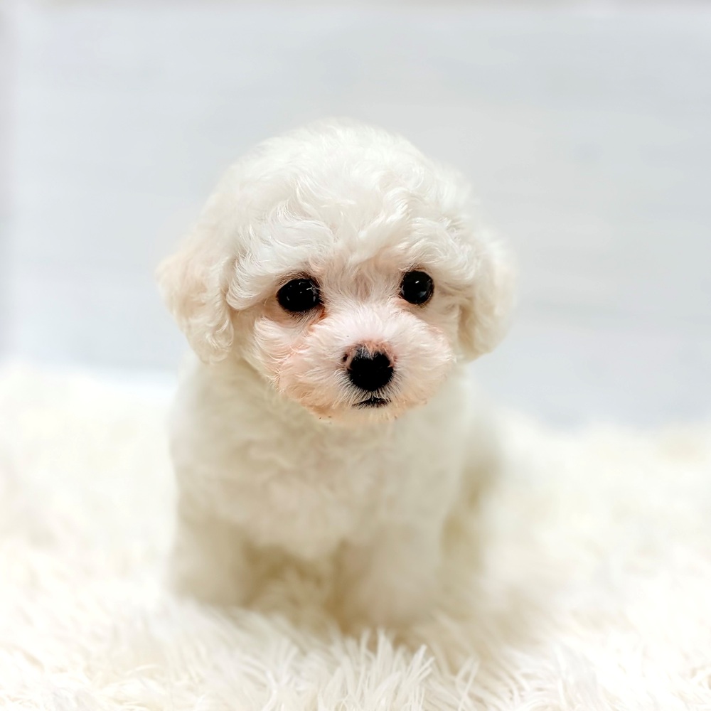 愛知県のビションフリーゼ (犬の家＆猫の里豊田店/2026年6月16日生まれ/女の子/ホワイト)の子犬の4枚目の画像