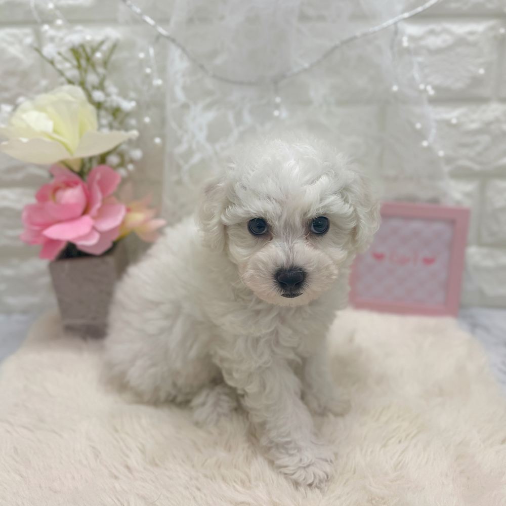 福井県のビションフリーゼ (犬の家＆猫の里アミーゴ福井大和田店/2026年6月16日生まれ/女の子/ホワイト)の子犬の4枚目の画像