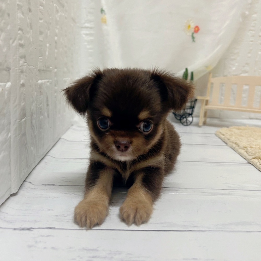岡山県のチワワ(ロング) (犬の家＆猫の里岡山店/2026年6月16日生まれ/男の子/チョコレートタンホワイト)の子犬の4枚目の画像