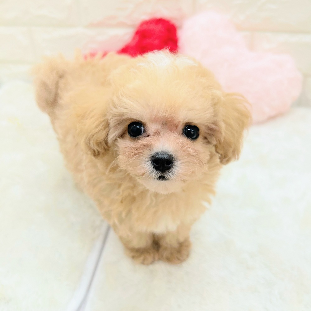 愛知県のマルプー(マルチーズ×プードル) (犬の家＆猫の里アミーゴ神の倉店/2026年6月17日生まれ/男の子/アプリコットホワイト)の子犬の1枚目の画像