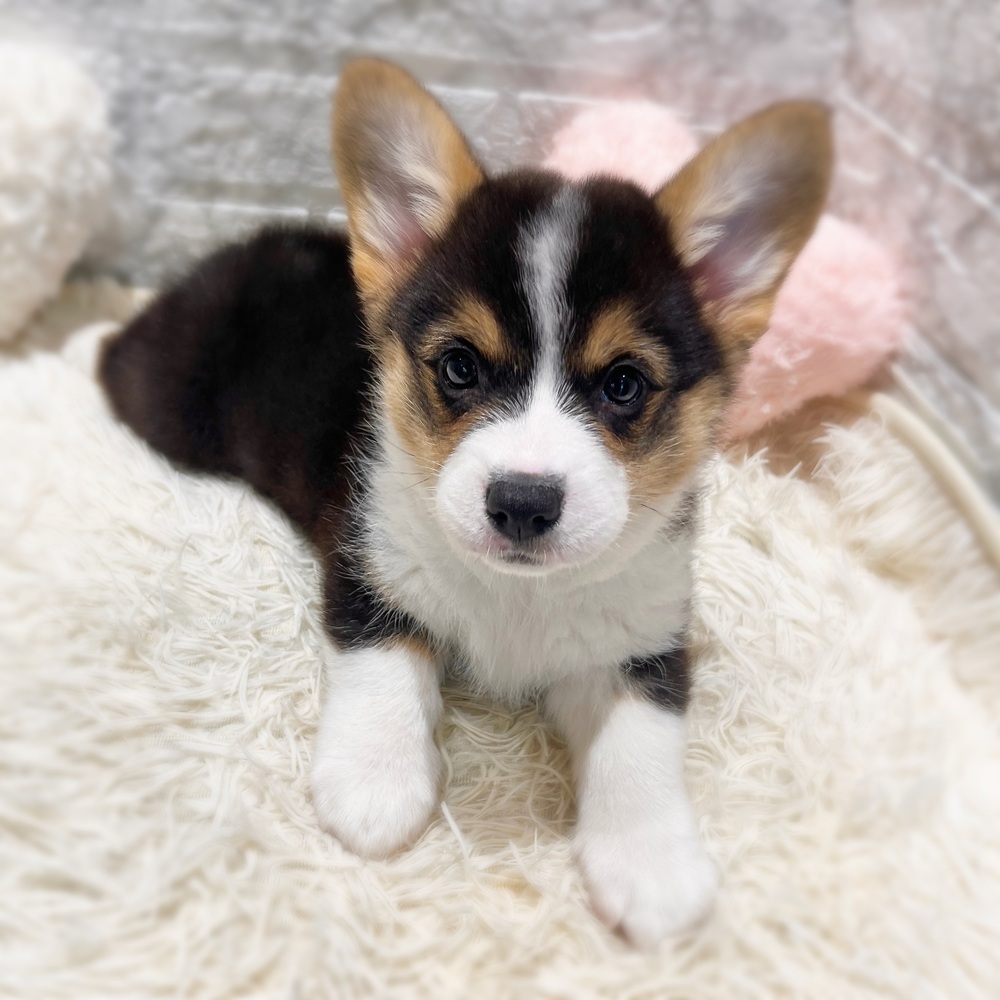 愛知県のウェルシュコーギーペンブローク (犬の家＆猫の里MiO香久山店/2026年6月17日生まれ/男の子/ブラックタンホワイト)の子犬の4枚目の画像