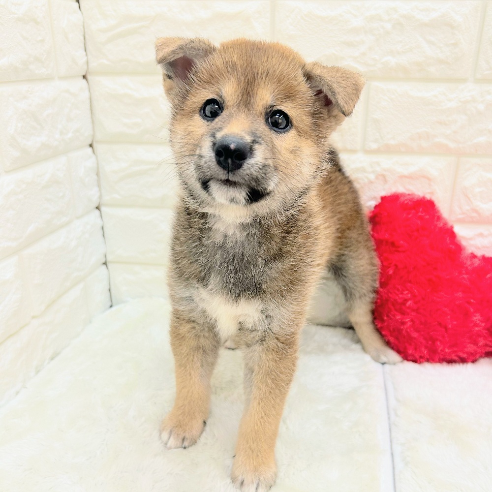 愛知県の柴犬(標準サイズ) (犬の家＆猫の里アミーゴ神の倉店/2026年6月17日生まれ/女の子/赤)の子犬の1枚目の画像