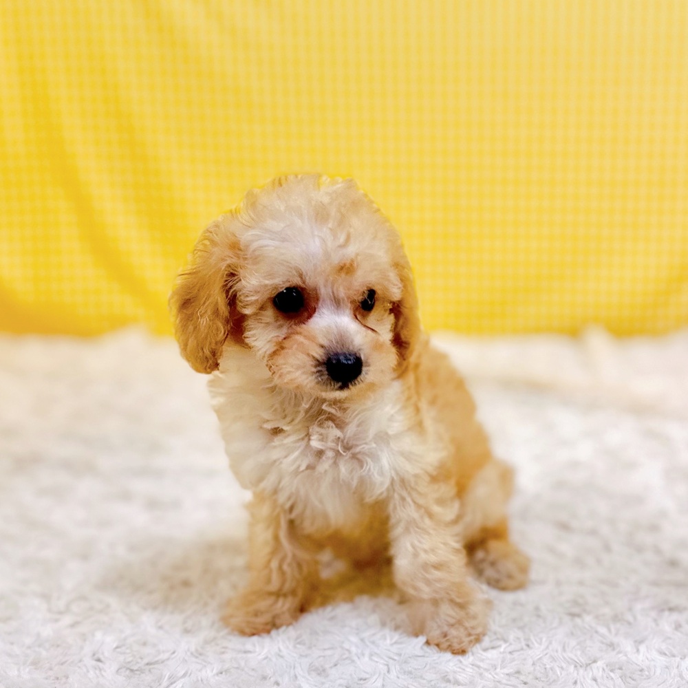 愛知県のトイプードル(トイ) (犬の家＆猫の里一宮店/2026年6月13日生まれ/女の子/ペールフォーン)の子犬の4枚目の画像
