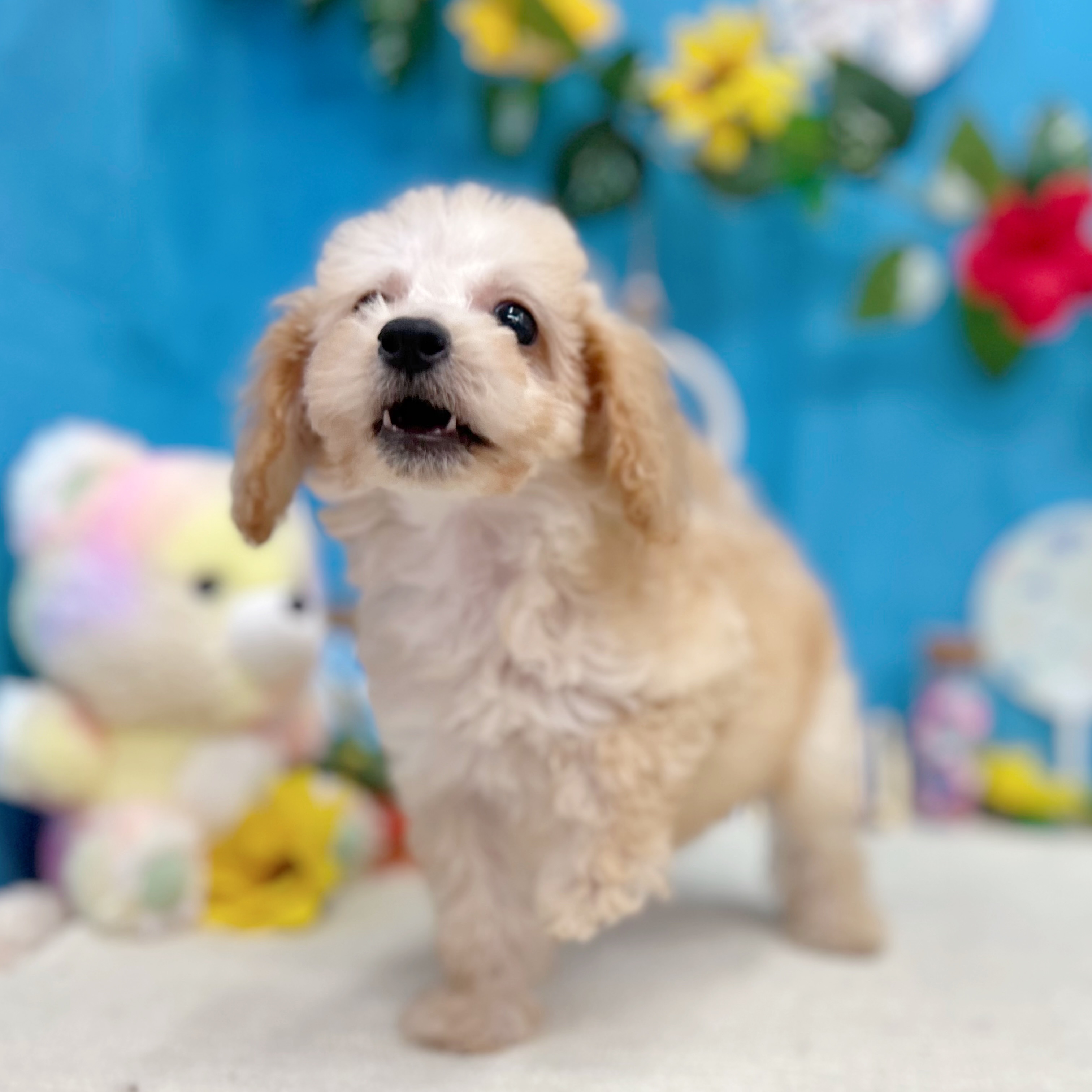 岐阜県のトイプードル(トイ) (犬の家＆猫の里岐南店/2026年6月13日生まれ/女の子/ペールフォーン)の子犬の4枚目の画像