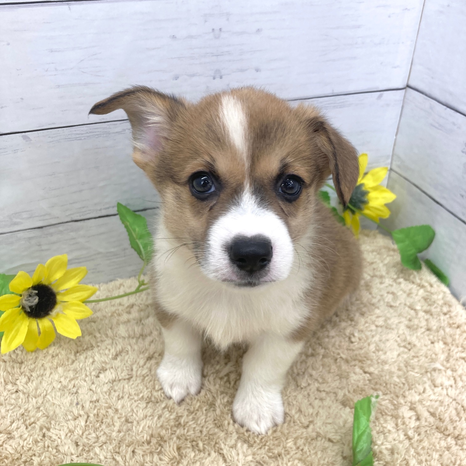 愛知県のウェルシュコーギーペンブローク (犬の家＆猫の里七宝店/2026年6月17日生まれ/男の子/セーブルホワイト)の子犬の4枚目の画像