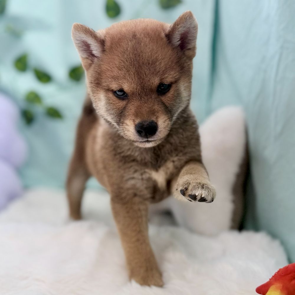 愛知県の柴犬(標準サイズ) (犬の家＆猫の里愛知刈谷店/2026年6月17日生まれ/男の子/赤)の子犬の4枚目の画像