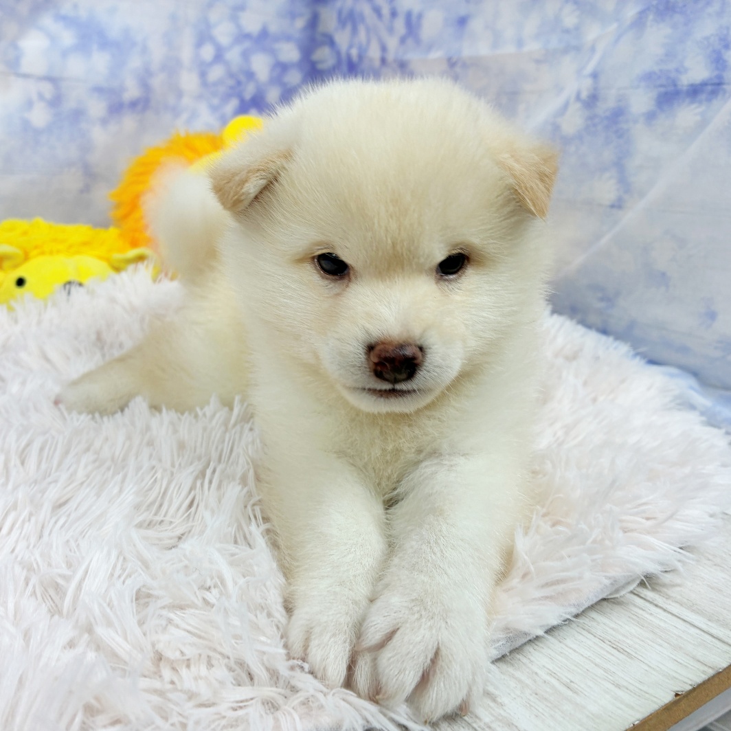 兵庫県の柴犬(標準サイズ) (犬の家＆猫の里川西店/2026年6月14日生まれ/男の子/白)の子犬の4枚目の画像