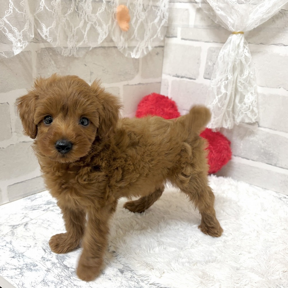 京都府のシュナプー(シュナウザー×プードル) (犬の家＆猫の里京都精華店/2026年6月14日生まれ/男の子/アプリコット)の子犬の4枚目の画像