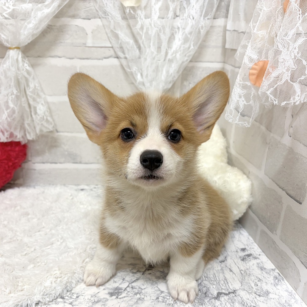 京都府のウェルシュコーギーペンブローク (犬の家＆猫の里京都精華店/2026年6月16日生まれ/女の子/セーブルホワイト)の子犬の1枚目の画像