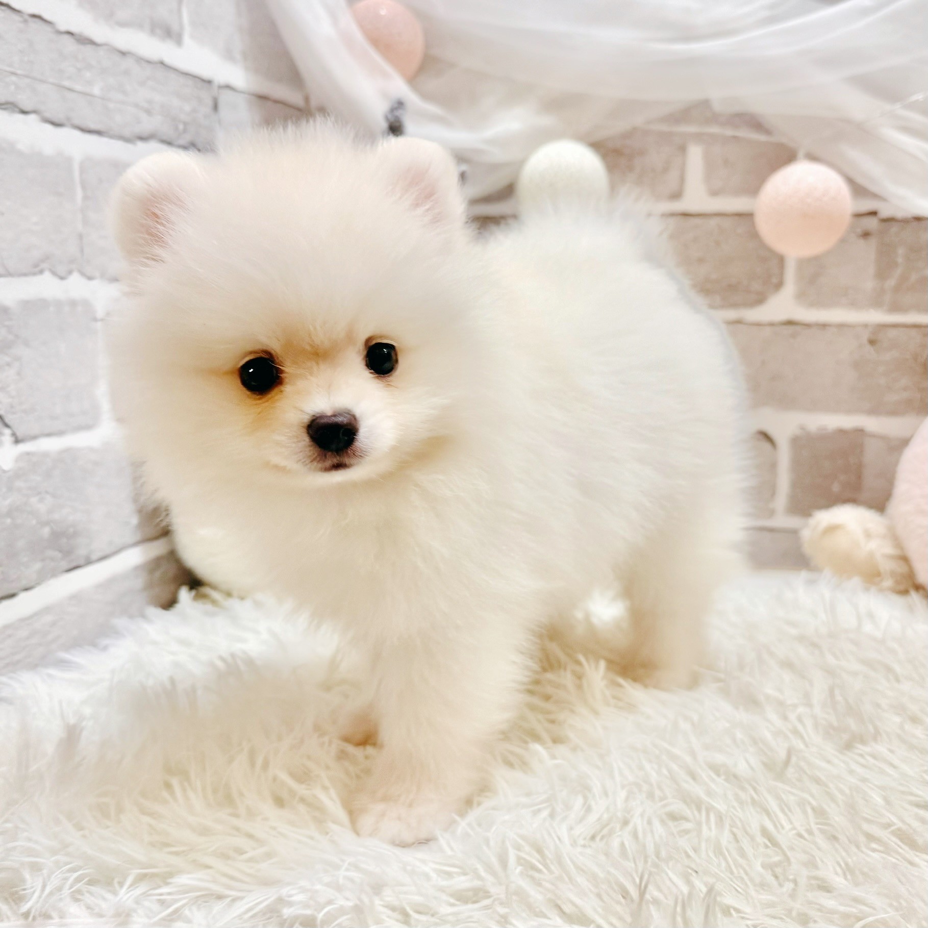 兵庫県のポメラニアン (犬の家＆猫の里神戸店/2026年6月14日生まれ/男の子/クリーム)の子犬の4枚目の画像