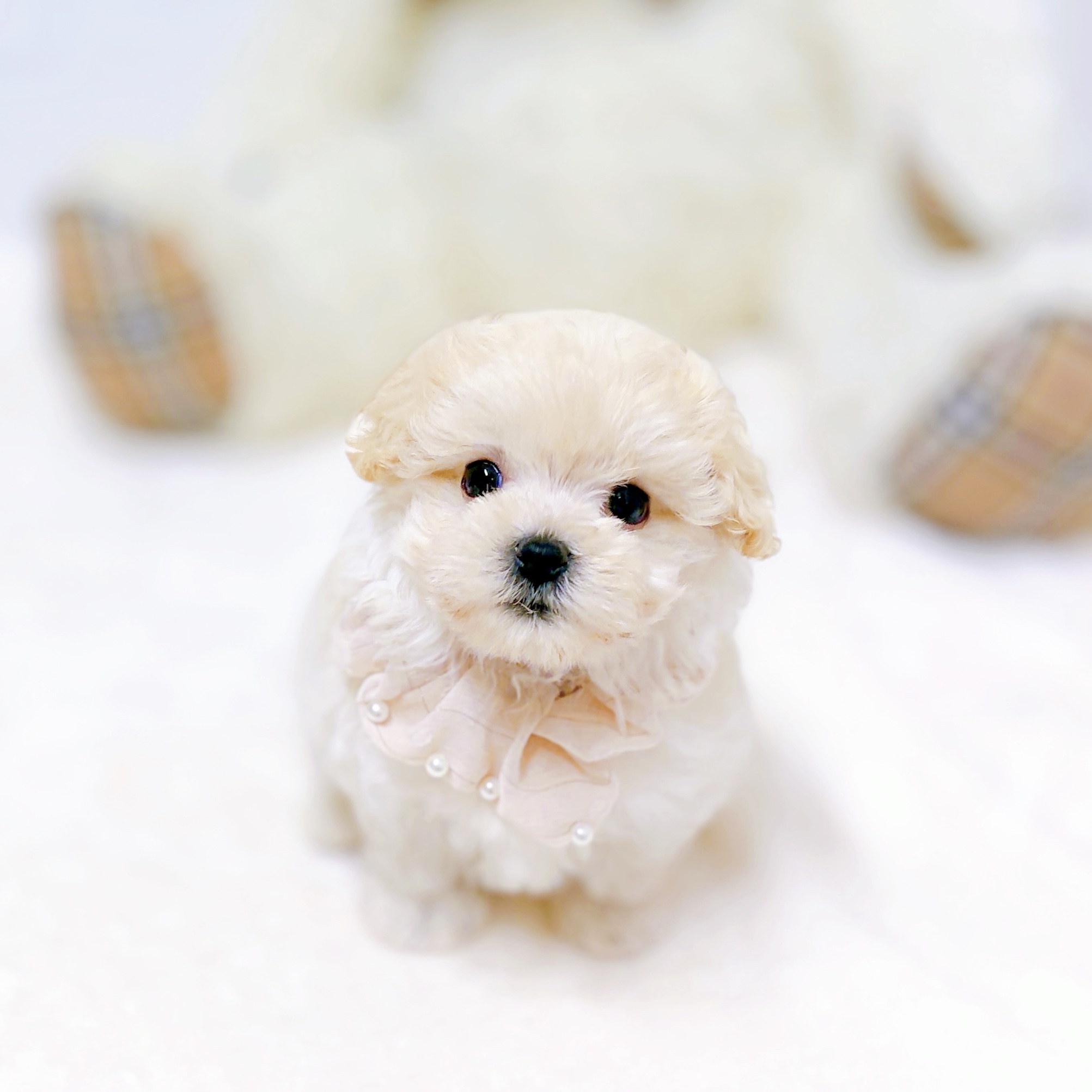 滋賀県のマルプー(マルチーズ×プードル) (犬の家＆猫の里近江八幡店/2026年6月17日生まれ/女の子/クリーム)の子犬の4枚目の画像