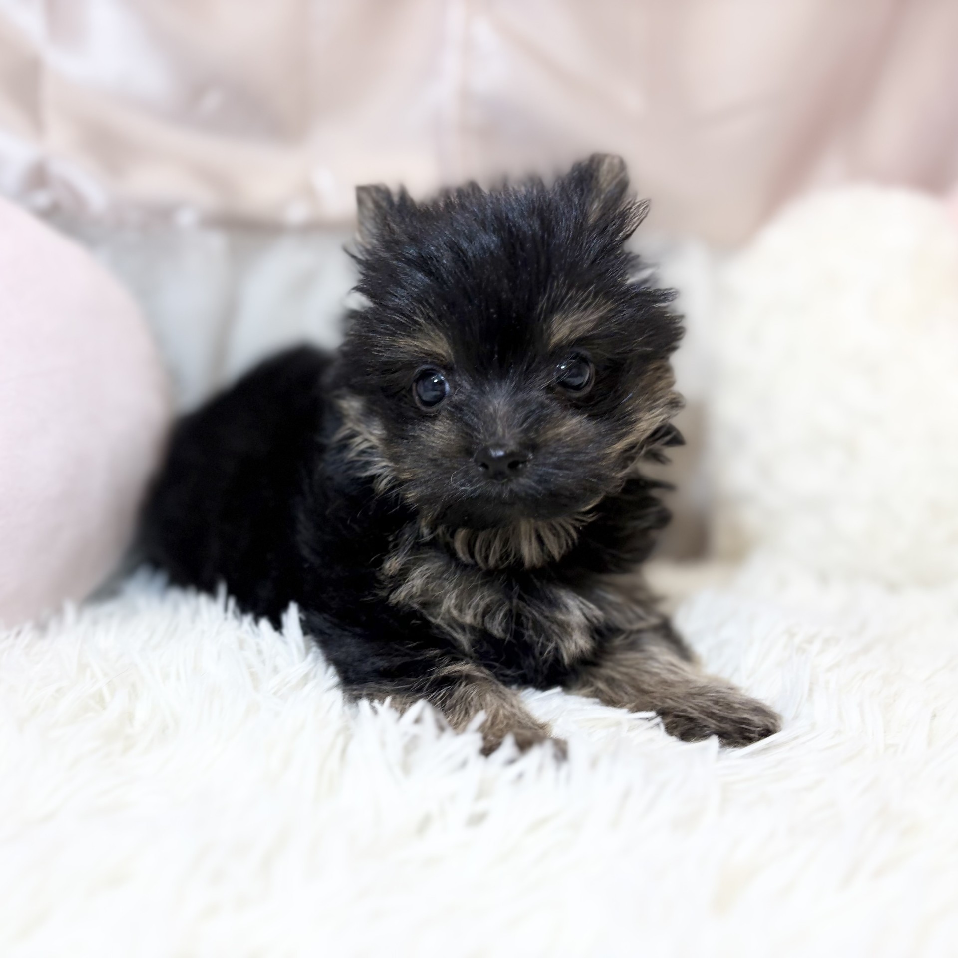 兵庫県のポメキー(ポメラニアン×ヨークシャーテリア) (犬の家＆猫の里カナート西神戸店/2026年6月17日生まれ/男の子/ブラックタン)の子犬の4枚目の画像