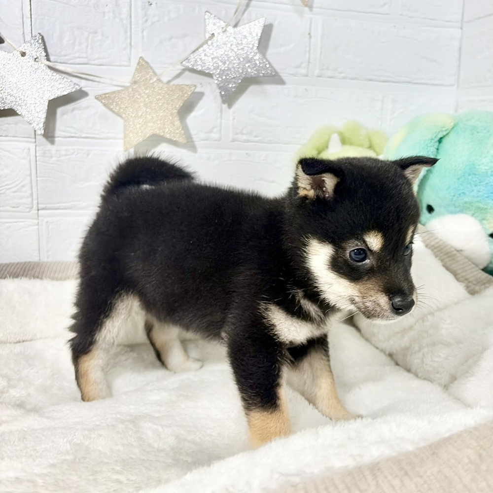 兵庫県の豆柴 (犬の家＆猫の里ニッケパークタウン加古川店/2026年6月15日生まれ/男の子/黒)の子犬の4枚目の画像