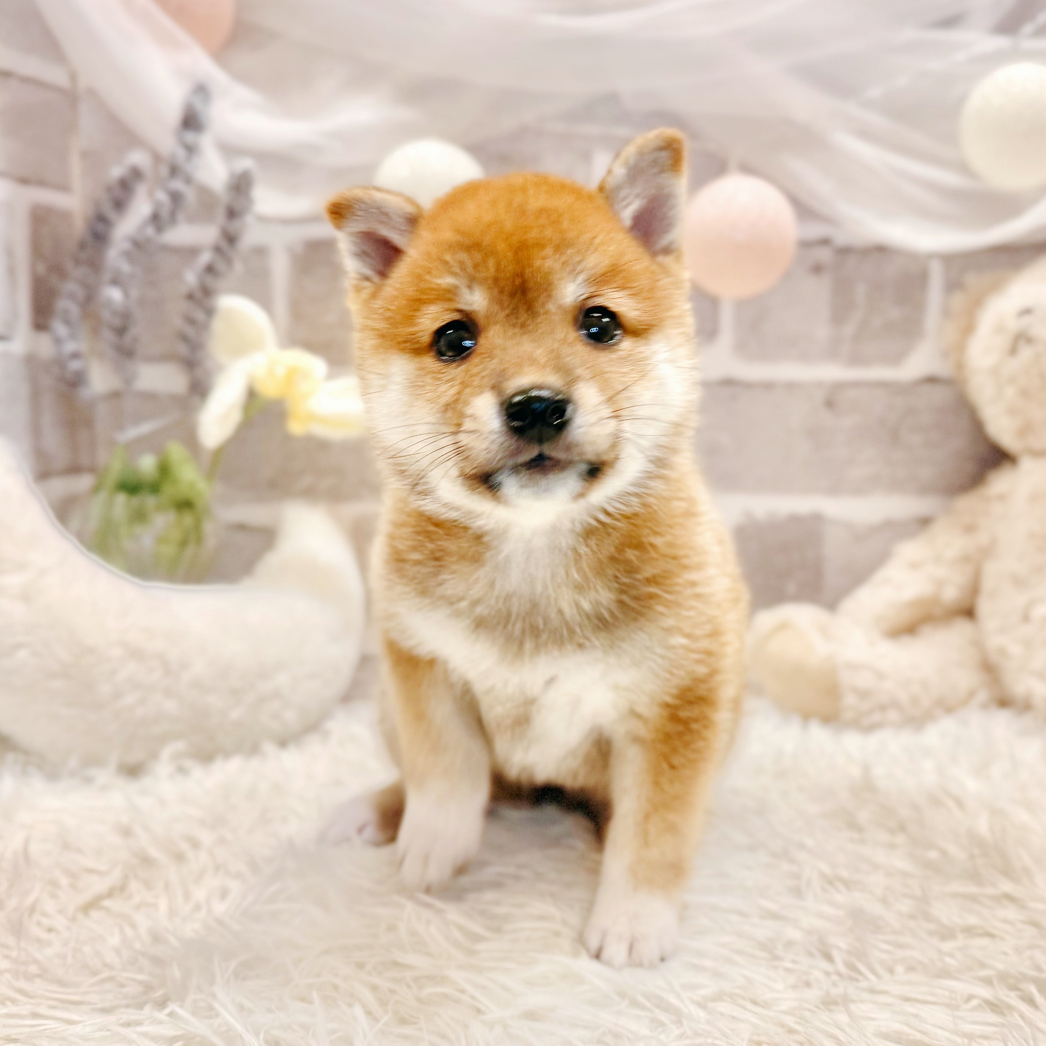 兵庫県の豆柴 (犬の家＆猫の里神戸店/2026年6月17日生まれ/女の子/赤)の子犬の4枚目の画像