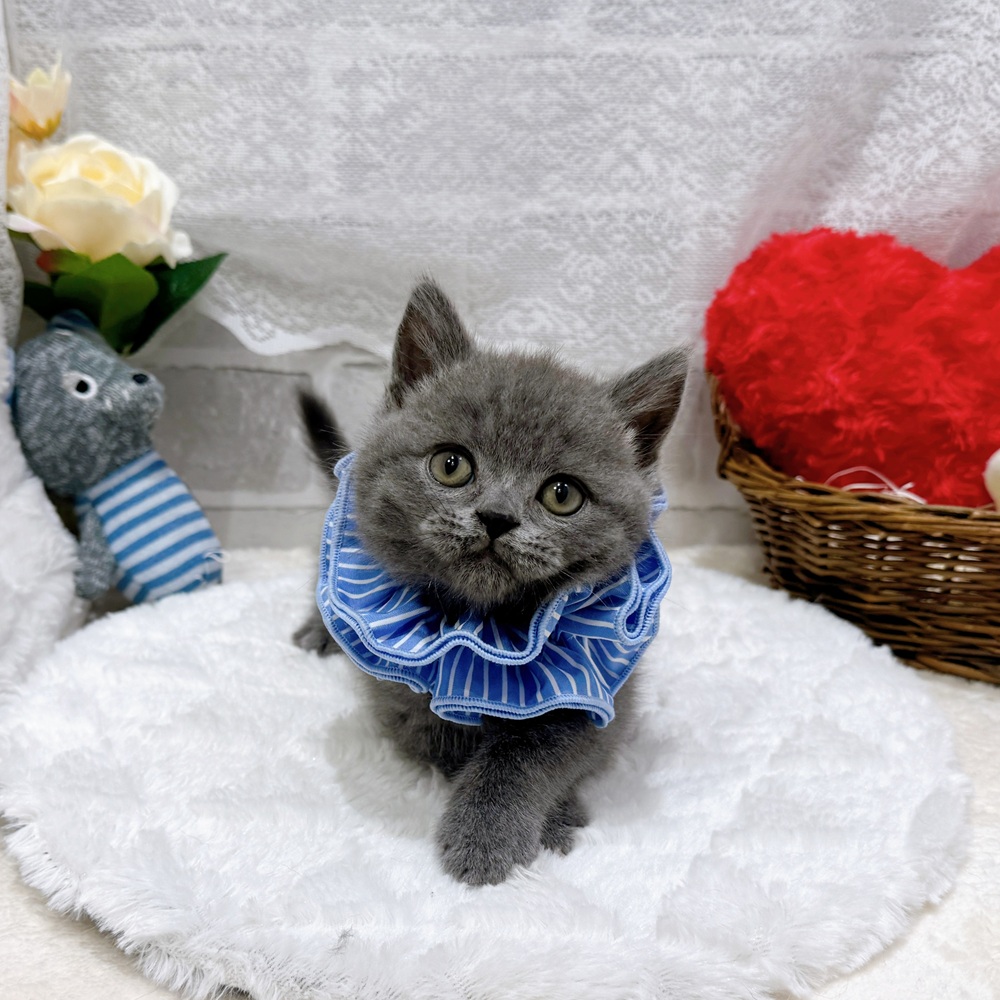 滋賀県のブリティッシュショートヘアー (犬の家＆猫の里長浜店/2026年6月15日生まれ/男の子/ブルー)の子猫の4枚目の画像