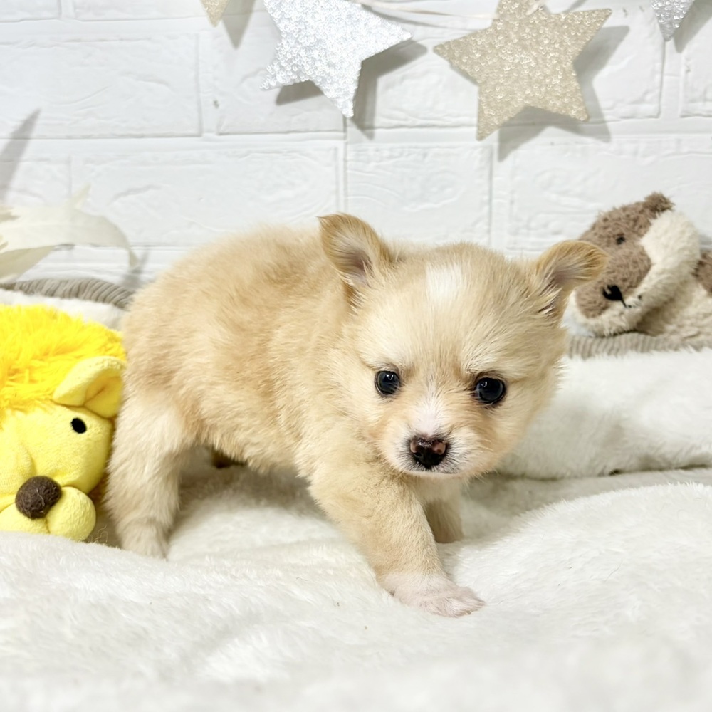 兵庫県のポメチワ/チワポメ/ポメチー(ポメラニアン×チワワ) (犬の家＆猫の里ニッケパークタウン加古川店/2026年6月17日生まれ/女の子/クリーム)の子犬の4枚目の画像