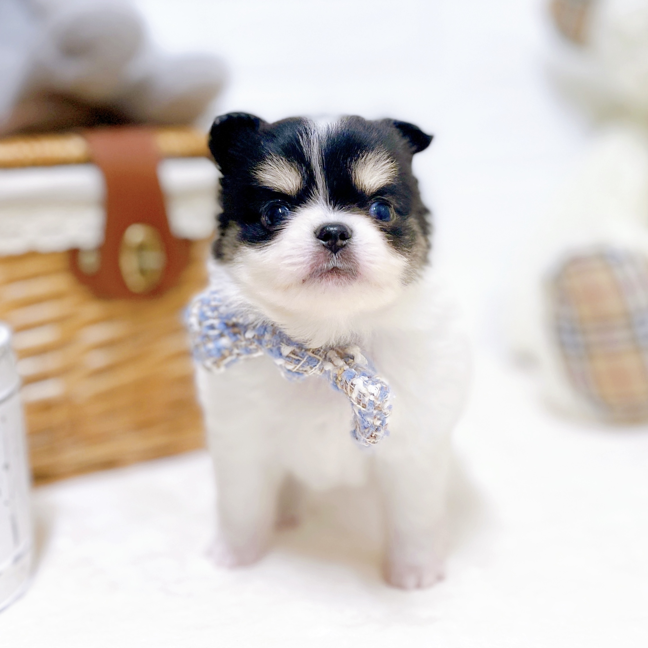 滋賀県のポメチワ/チワポメ/ポメチー(ポメラニアン×チワワ) (犬の家＆猫の里近江八幡店/2026年6月17日生まれ/男の子/ホワイトブラッククリーム)の子犬の4枚目の画像