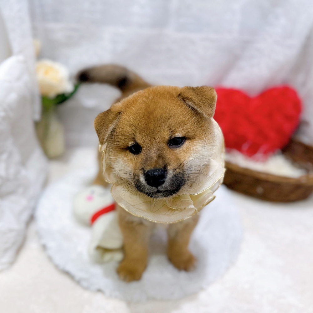 滋賀県の柴犬(標準サイズ) (犬の家＆猫の里長浜店/2026年6月15日生まれ/男の子/赤)の子犬の4枚目の画像