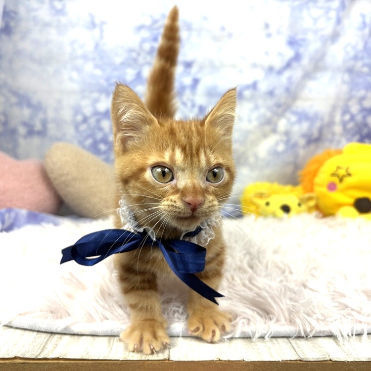 兵庫県のマンチカン (犬の家＆猫の里川西店/2026年6月12日生まれ/男の子/レッドタビー)の子猫の4枚目の画像