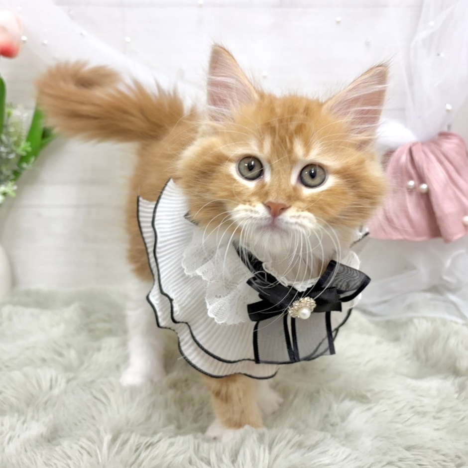 神奈川県のサイベリアン (犬の家＆猫の里相模原店/2026年6月13日生まれ/男の子/レッドタビーホワイト)の子猫の1枚目の画像