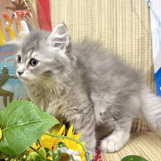 神奈川県のサイベリアン (犬の家＆猫の里小田原店/2026年6月17日生まれ/女の子/ブルーパッチドタビーホワイト)の子猫の4枚目の画像