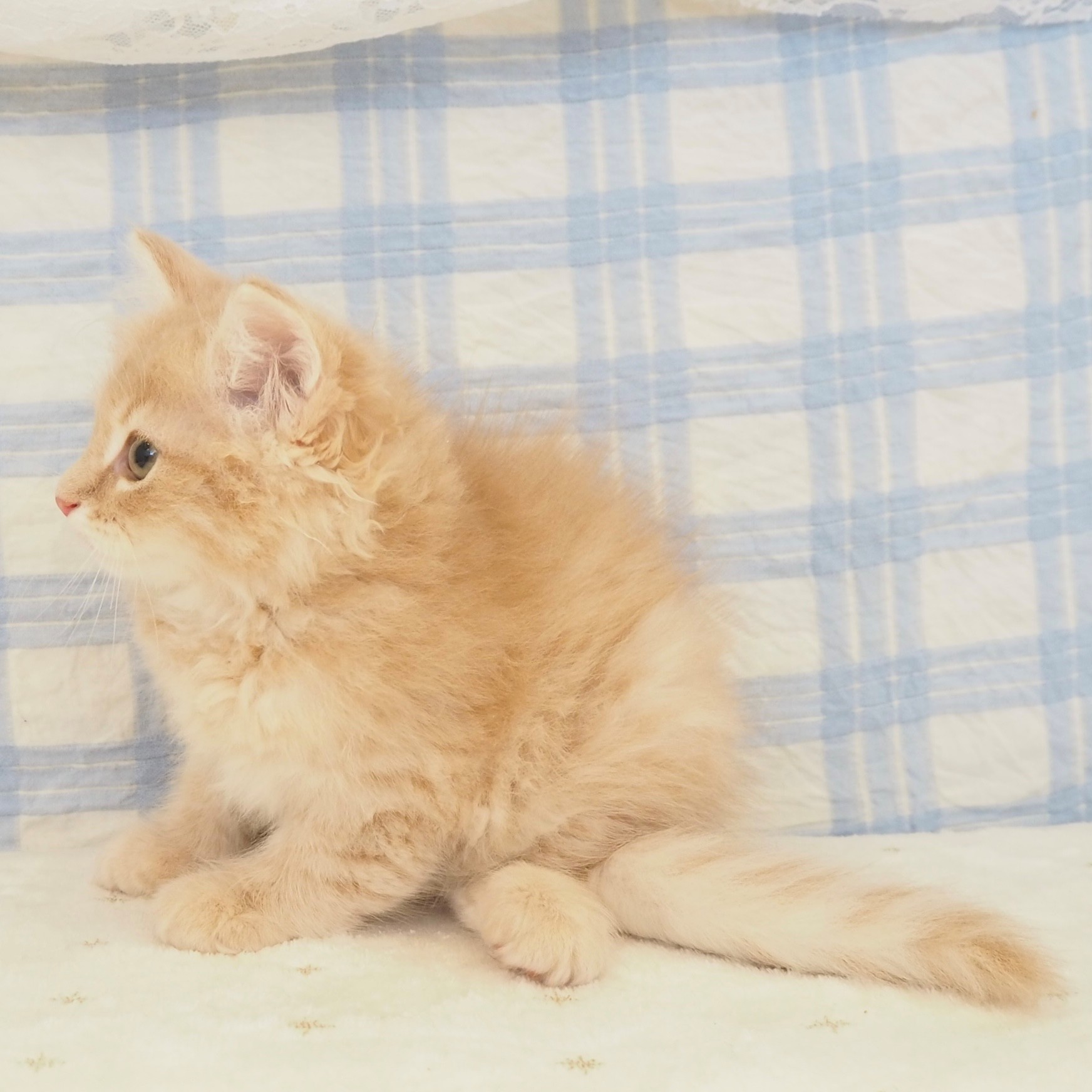 大阪府のサイベリアン (犬の家＆猫の里もりのみやキューズモールBASE店/2026年6月17日生まれ/男の子/クリームタビー)の子猫の4枚目の画像
