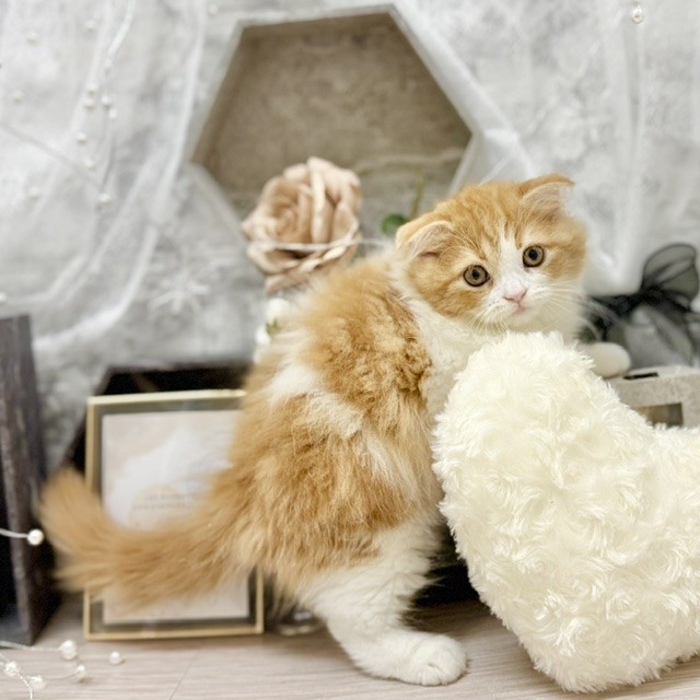 千葉県のスコティッシュフォールド (犬の家＆猫の里ワンズモール稲毛店/2026年6月12日生まれ/男の子/レッドタビーホワイト)の子猫の4枚目の画像