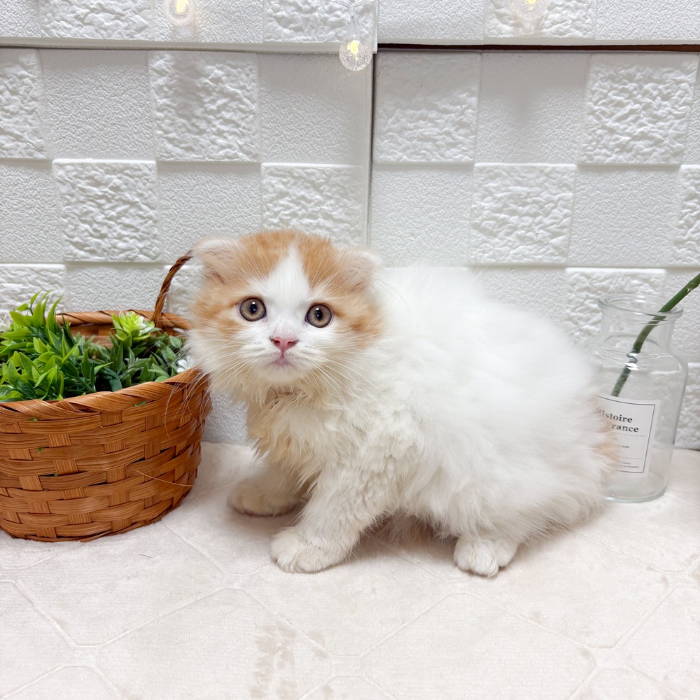 東京都のスコティッシュフォールド (犬の家＆猫の里ペットフォレスト小平店/2026年6月12日生まれ/女の子/レッドタビーホワイトバン)の子猫の4枚目の画像