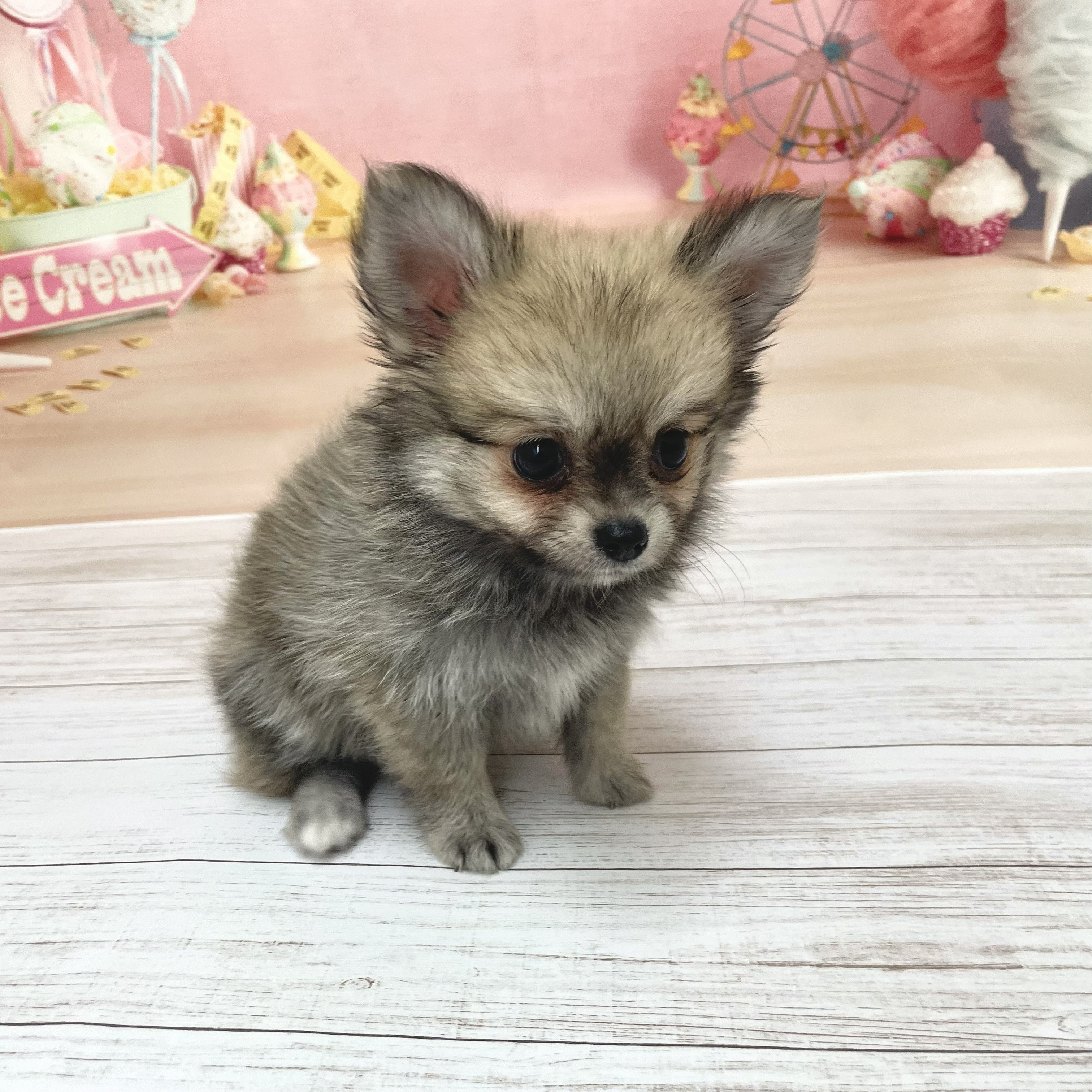 兵庫県のポメチワ/チワポメ/ポメチー(ポメラニアン×チワワ) (犬の家＆猫の里尼崎店/2026年6月15日生まれ/女の子/フォーン)の子犬の4枚目の画像