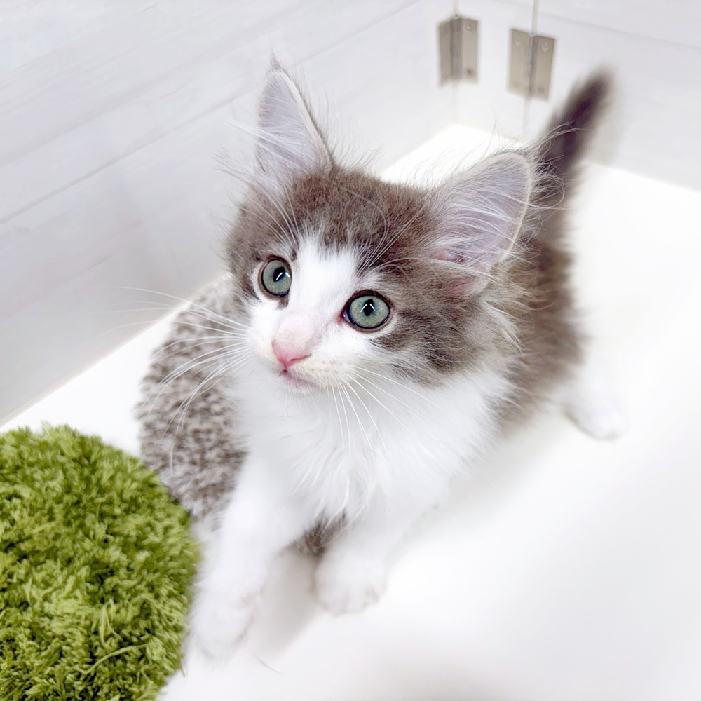 石川県のノルウェージャンフォレストキャット (犬の家＆猫の里アミーゴ金沢おこばた店/2026年6月13日生まれ/男の子/ブルータビーホワイト)の子猫の4枚目の画像