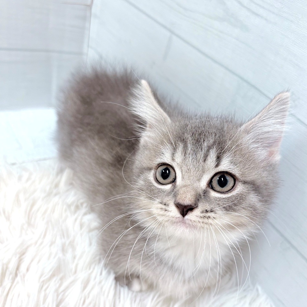 愛知県のマンチカン (犬の家＆猫の里豊田店/2026年6月12日生まれ/男の子/ブルーシルバータビーホワイト)の子猫の4枚目の画像