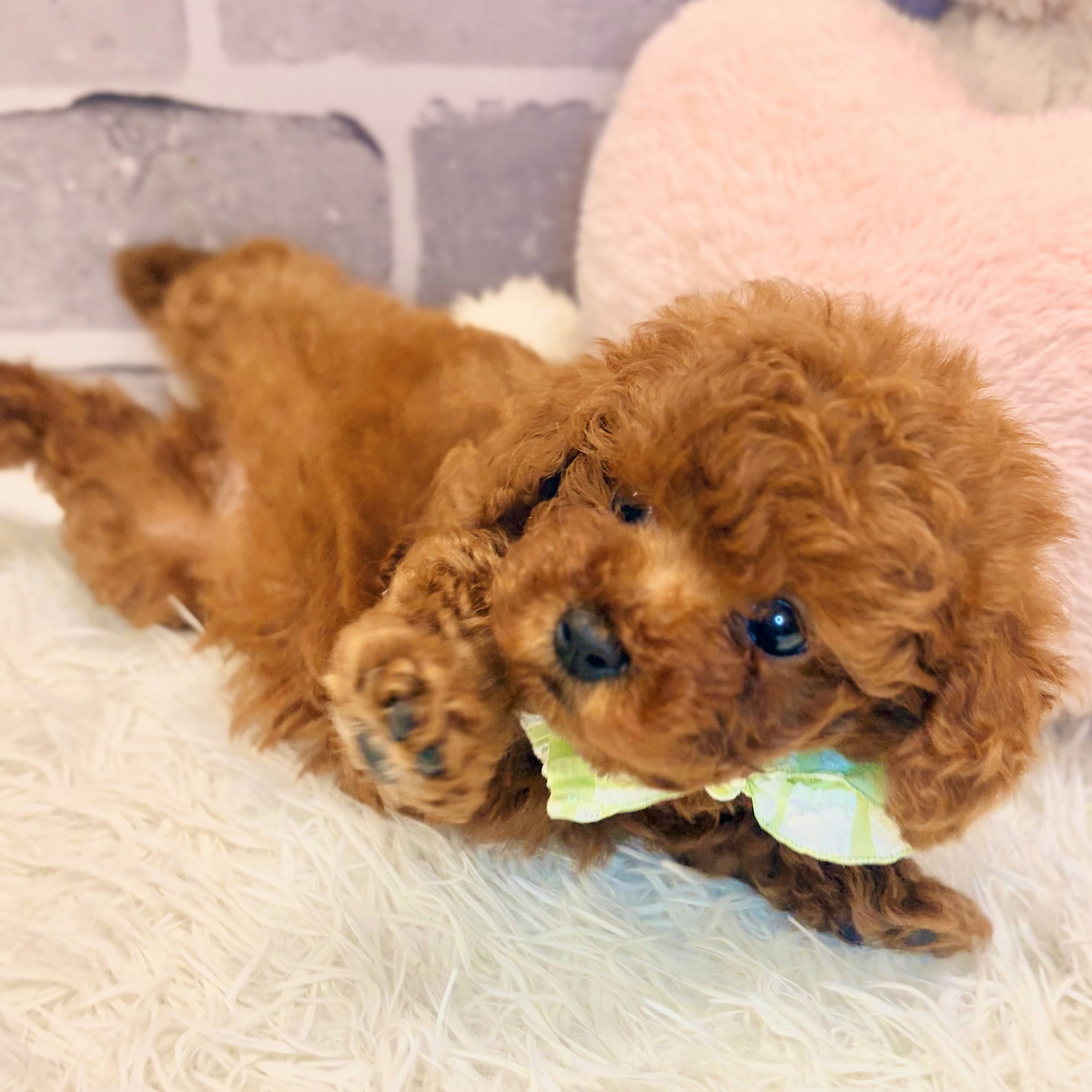 兵庫県のトイプードル(ティーカップ) (犬の家＆猫の里神戸店/2026年6月19日生まれ/男の子/レッドフォーン)の子犬の4枚目の画像
