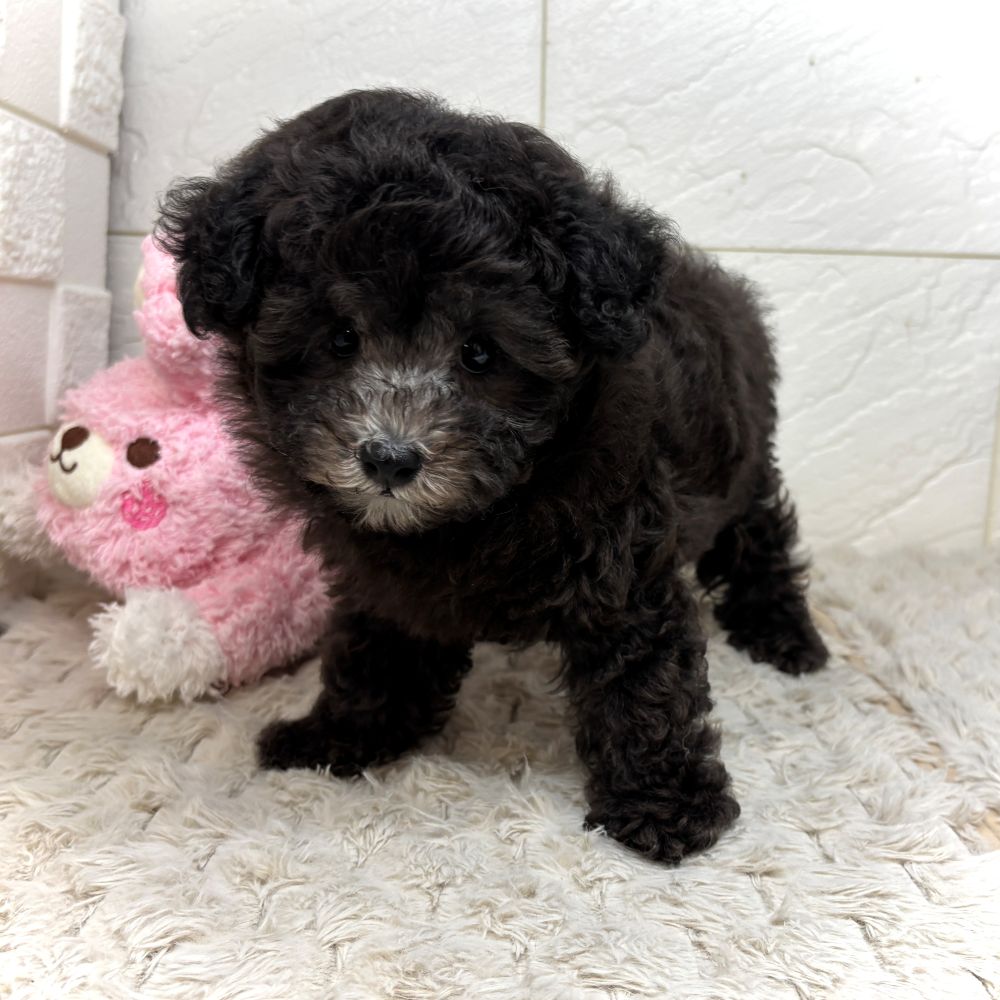 兵庫県のトイプードル(トイ) (犬の家＆猫の里ゆめタウン姫路店/2026年6月13日生まれ/女の子/グレー)の子犬の4枚目の画像