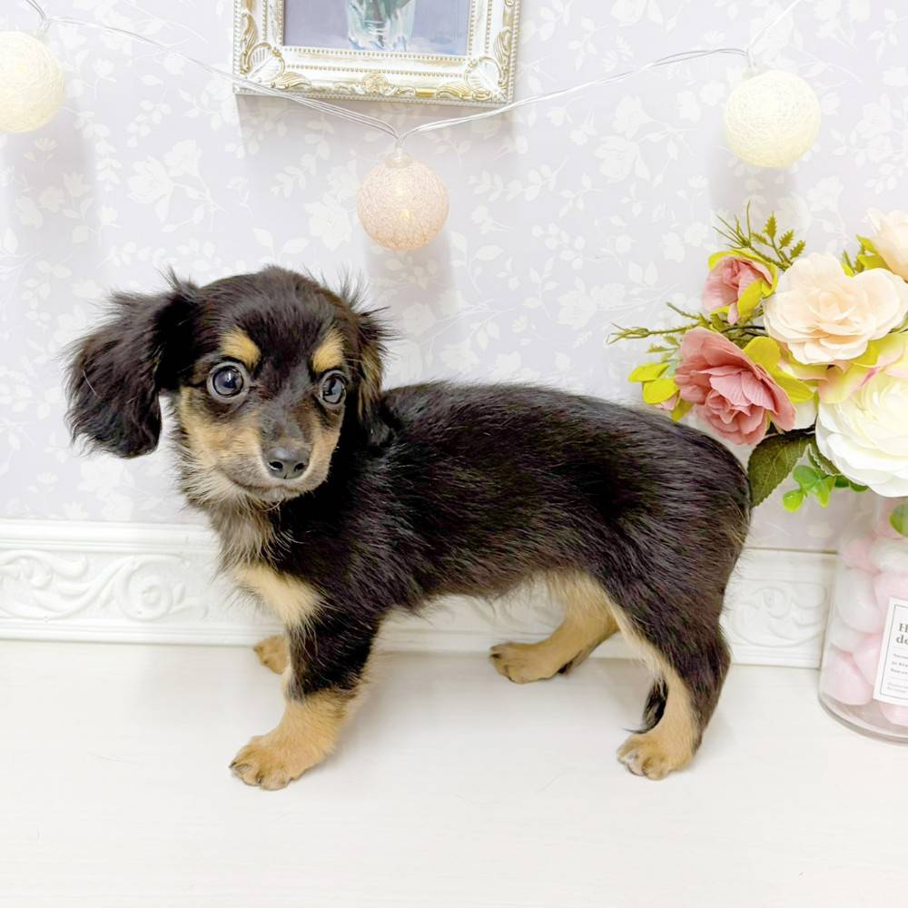 富山県のチワックス(チワワ×ダックス) (犬の家＆猫の里アミーゴ山室店/2026年6月17日生まれ/女の子/ブラックタン)の子犬の4枚目の画像