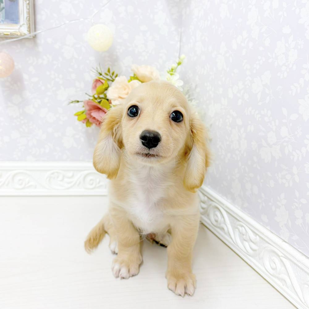 富山県のチワックス(チワワ×ダックス) (犬の家＆猫の里アミーゴ山室店/2026年6月17日生まれ/男の子/クリームホワイト)の子犬の4枚目の画像