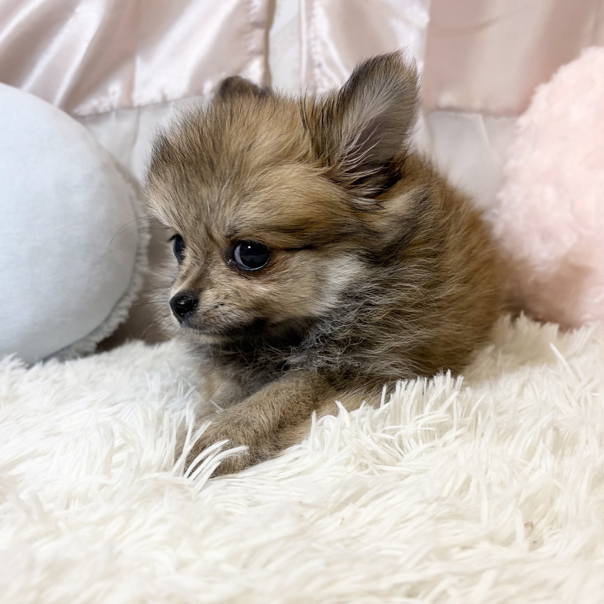 兵庫県のポメチワ/チワポメ/ポメチー(ポメラニアン×チワワ) (犬の家＆猫の里カナート西神戸店/2026年6月15日生まれ/女の子/フォーン)の子犬の4枚目の画像