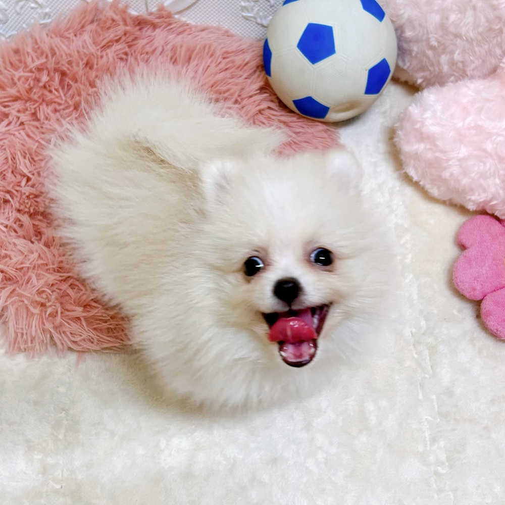 愛知県のポメラニアン (犬の家＆猫の里岡崎店/2026年6月20日生まれ/男の子/クリームホワイト)の子犬の4枚目の画像
