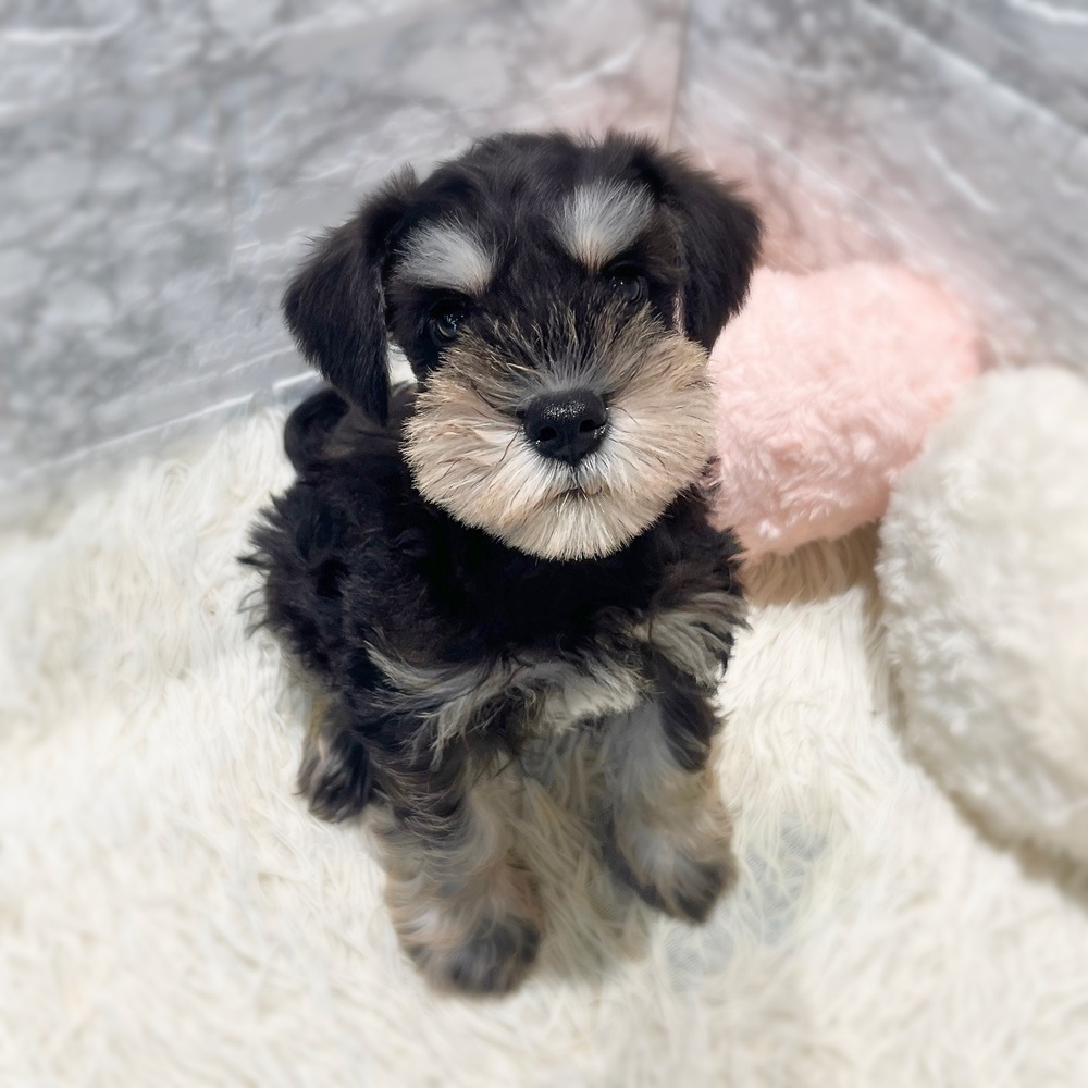 愛知県のミニチュアシュナウザー (犬の家＆猫の里MiO香久山店/2026年6月18日生まれ/男の子/ブラックシルバー)の子犬の4枚目の画像
