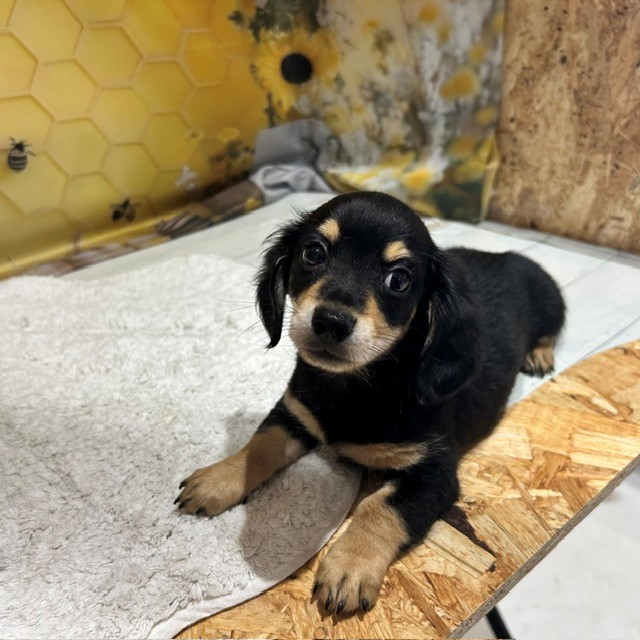 福岡県のチワックス(チワワ×ダックス) (犬の家＆猫の里トリアス久山店/2026年6月21日生まれ/男の子/ブラックタン)の子犬の4枚目の画像