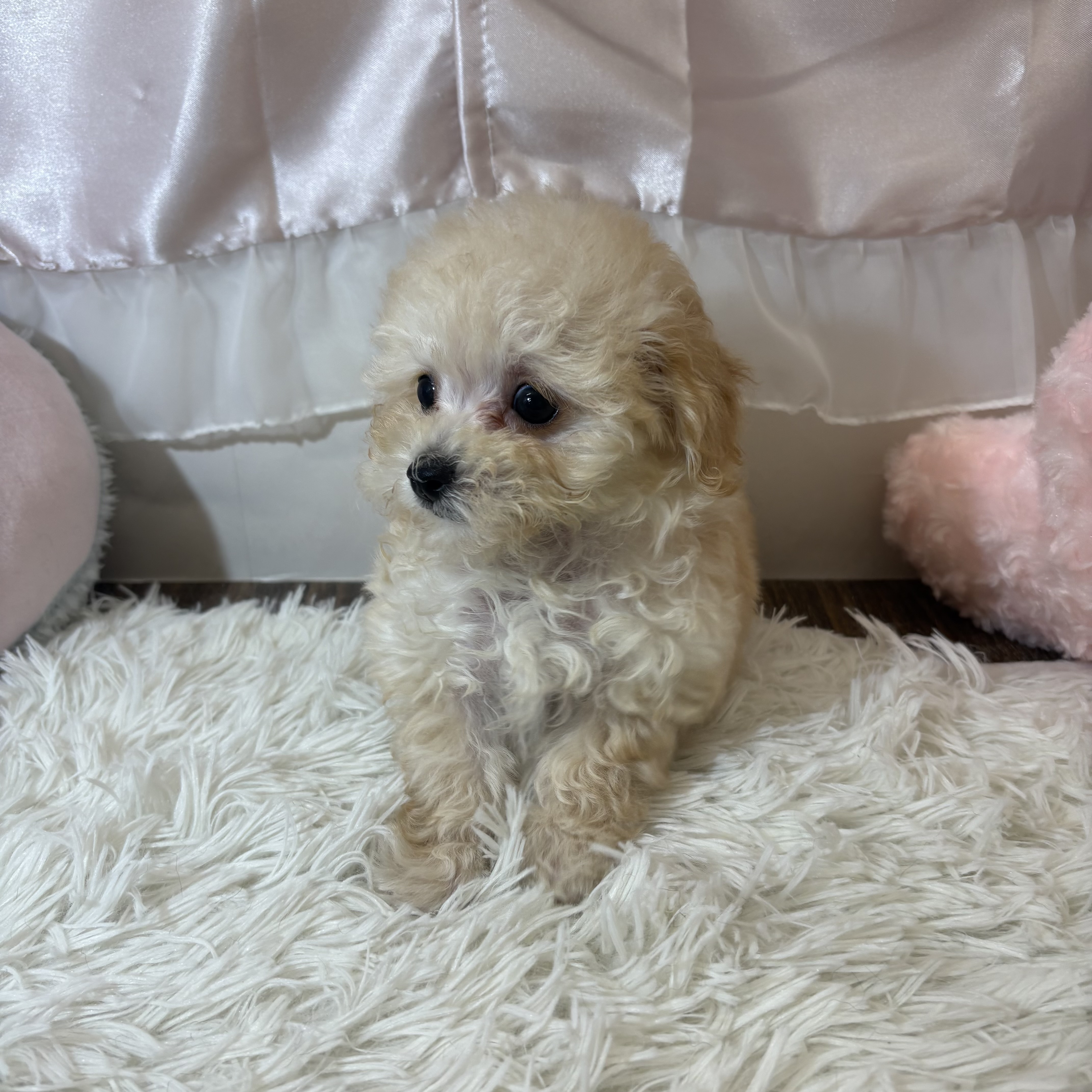 兵庫県のマルプー(マルチーズ×プードル) (犬の家＆猫の里カナート西神戸店/2026年6月20日生まれ/女の子/クリームホワイト)の子犬の4枚目の画像