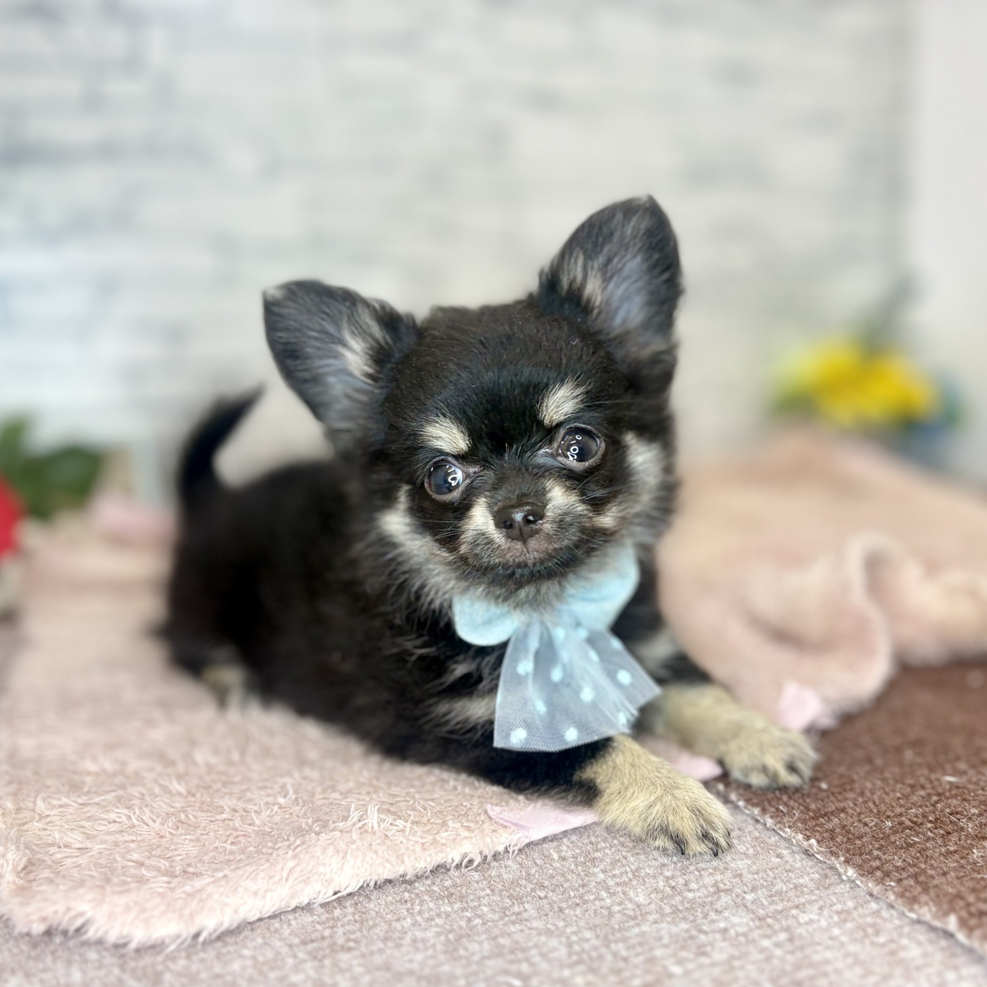 長野県のチワワ(ロング) (犬の家＆猫の里長野店/2026年6月21日生まれ/男の子/ブラックタン)の子犬の4枚目の画像