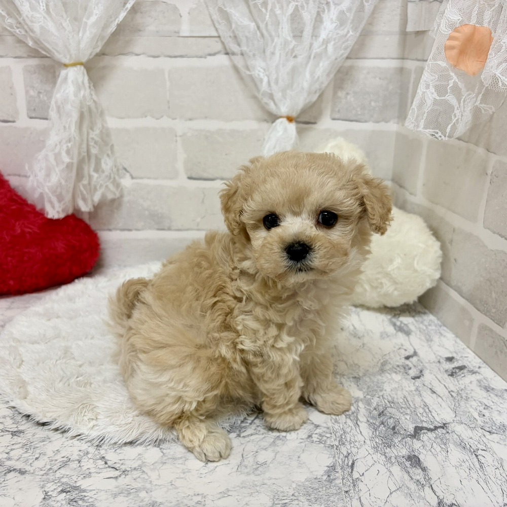 京都府のマルプー(マルチーズ×プードル) (犬の家＆猫の里京都精華店/2026年6月20日生まれ/女の子/クリーム)の子犬の4枚目の画像