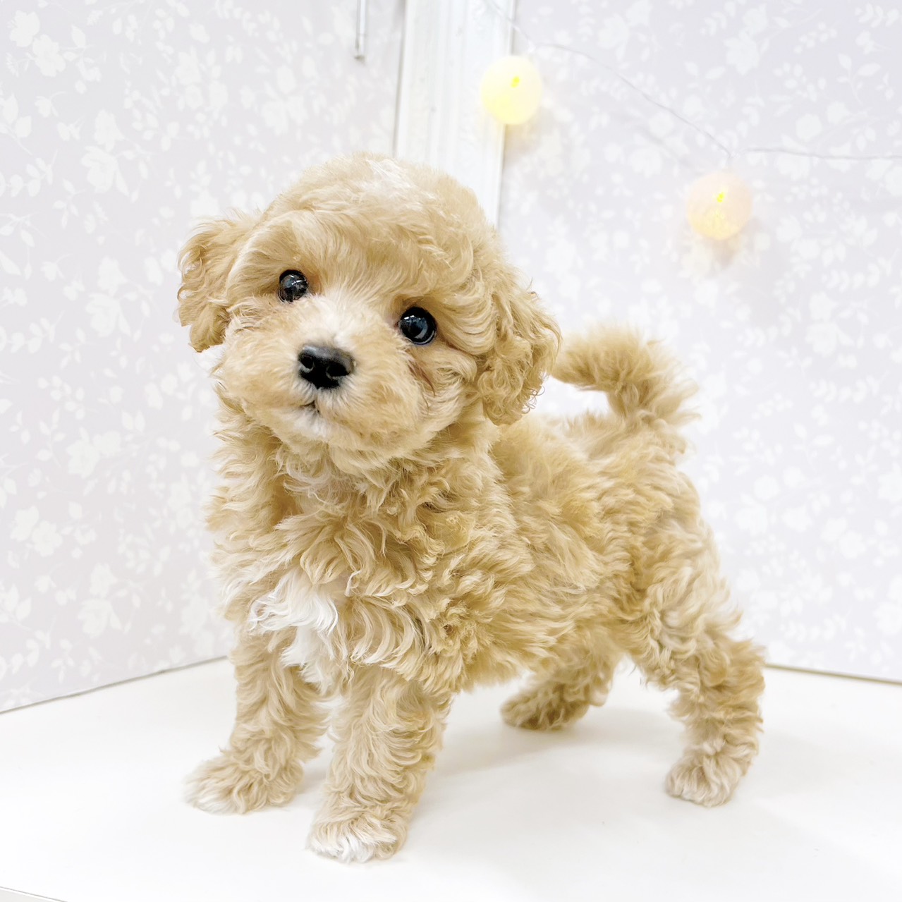 富山県のマルプー(マルチーズ×プードル) (犬の家＆猫の里アミーゴ高岡蓮花寺店/2026年6月20日生まれ/女の子/アプリコット)の子犬の4枚目の画像
