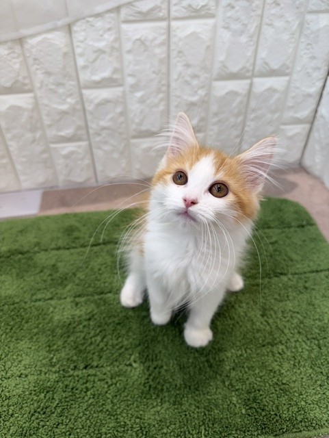 岡山県のノルウェージャンフォレストキャット (犬の家＆猫の里倉敷店/2026年6月19日生まれ/女の子/レッドタビーホワイト)の子猫の4枚目の画像